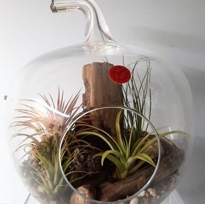 Tillandsias